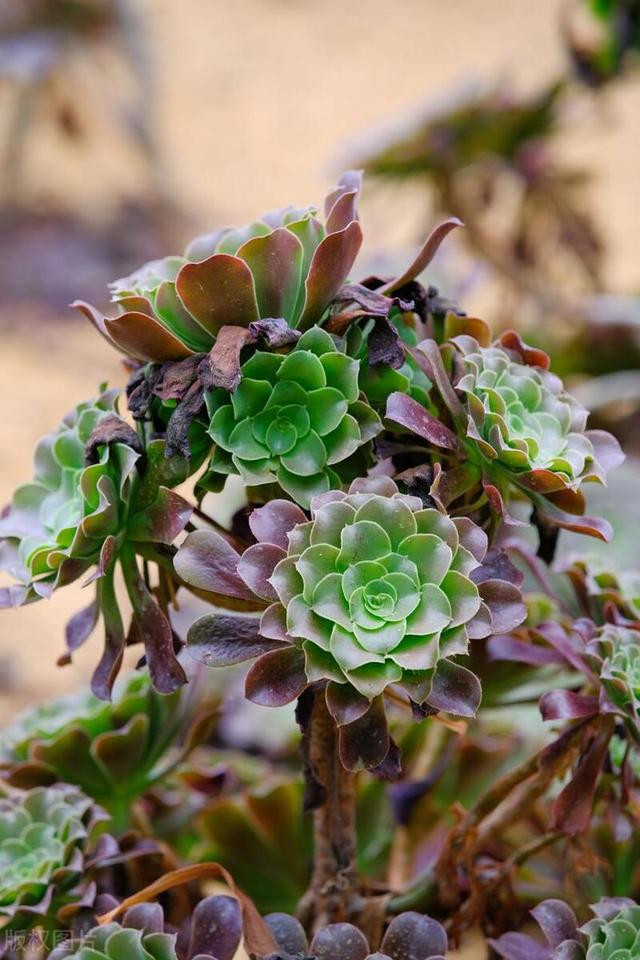 暗夜王者之多肉黑法师修炼养殖日记