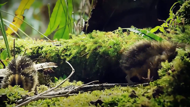 #森林中的小精灵,刺猬探寻美味