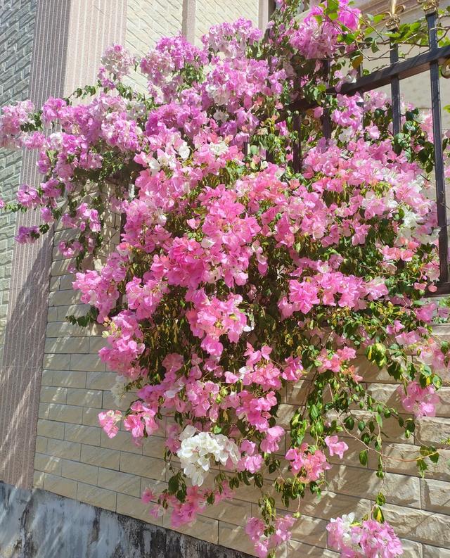 三角梅界的“劳斯莱斯”，一树多少花，连续开三季，养过的都夸！