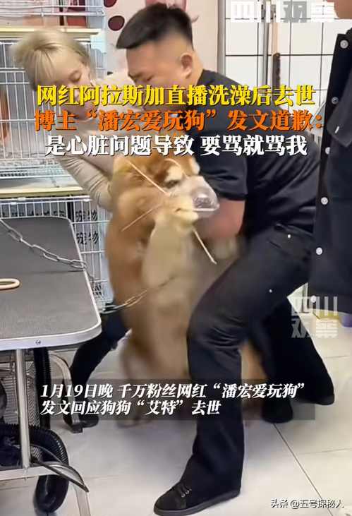 后续！潘宏网红狗艾特洗澡死亡：直播回放流出，拼命挣扎被无视