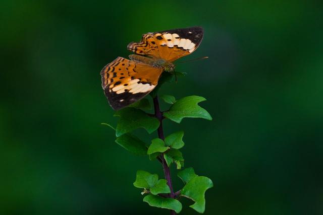 （外代一线）五颜六色的蝴蝶