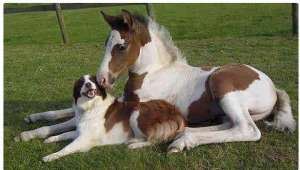 爱迷离(动物眼神里的爱 “迷离” 感情深厚)