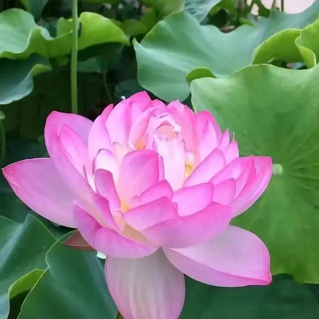 当一个女人有这些表现，你可以大胆的抱，她不会拒绝的