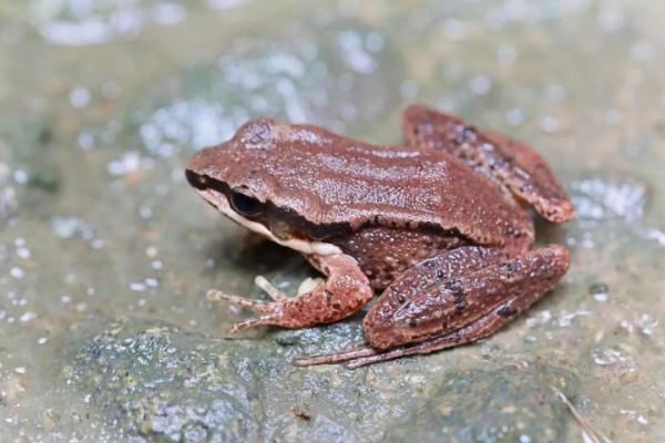 青蛙的外表鸟的嗓子，这个物种中国特有，你见过吗？