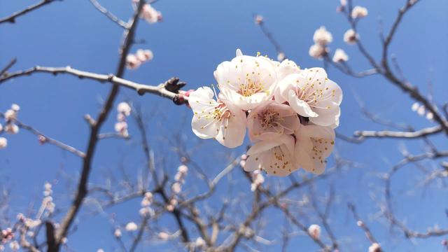 散文:满枝杏花一树香