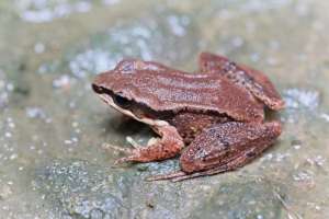 千赫(青蛙的外表鸟的嗓子，这个物种中国特有，你见过吗？)