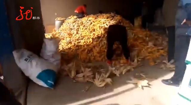 两男一女被抓！并交代苞米地里还有5人……