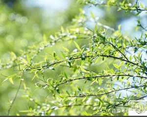 黑寡妇巢(快乐的黄昏)