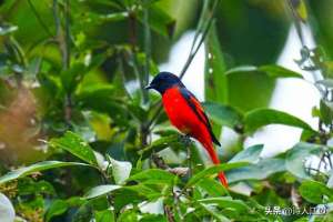 香草美人(香草美人)