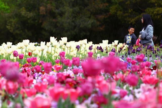 Floriade, 花都开好了