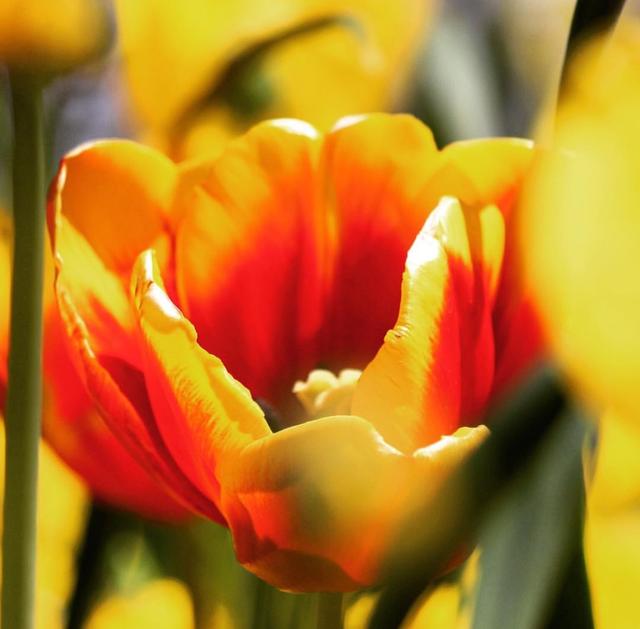 Floriade, 花都开好了