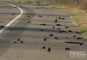 世界25大悬谜：沙滩现数十亿不明生物