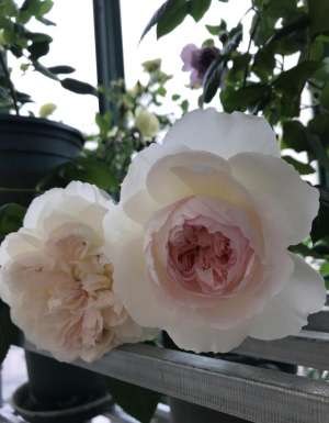 波莱罗(月季界的“仙女”—波莱罗，仙气十足，浓香四溢，高层阳台也能养)