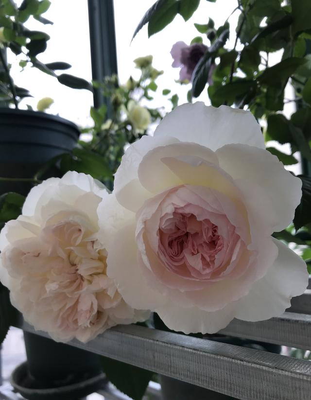 月季界的“仙女”—波莱罗，仙气十足，浓香四溢，高层阳台也能养