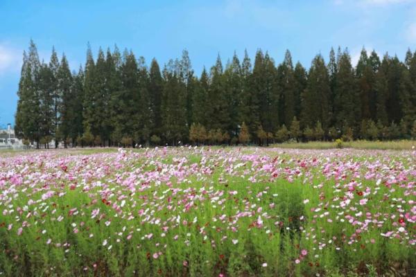 一到秋天，南京就美成了金陵！赏秋大幕已经拉开