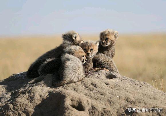 跑得再快也逃不过灭绝的威胁，浅谈“短跑之王”猎豹的历史与现状