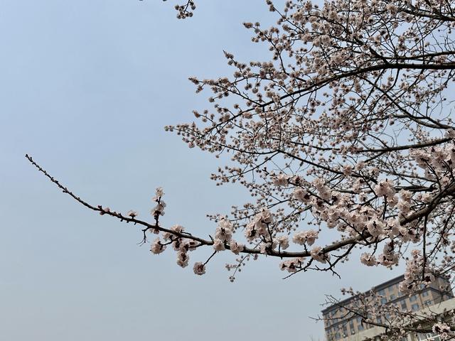 “繁花初绽·杏好有你”吉林大学第八届杏花文化节举行