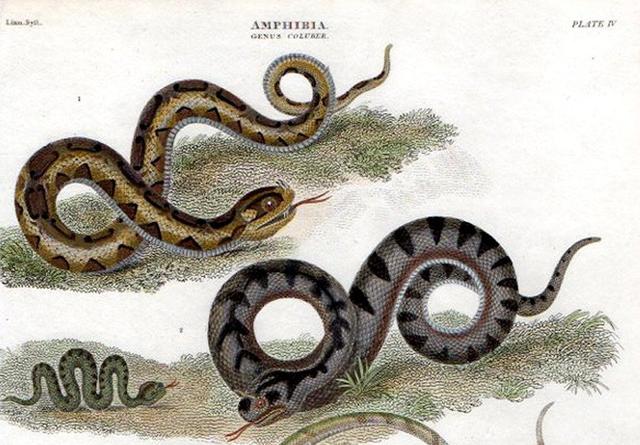 为什么说“蛇吃黄鳝是找死”?如果蛇吃了黄鳝,真的会死吗?