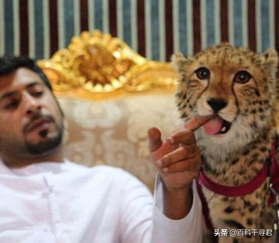 跑得再快也逃不过灭绝的威胁，浅谈“短跑之王”猎豹的历史与现状