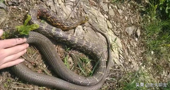 无毒蛇就是弱蛇？蛇界煞星无毒的“臭屁王”——王锦蛇