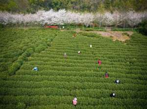 价格不菲(价格不菲，销售火爆这一口“春天的味道”你爱吗？)