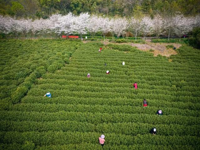 价格不菲,销售火爆!这一口“春天的味道”你爱吗?