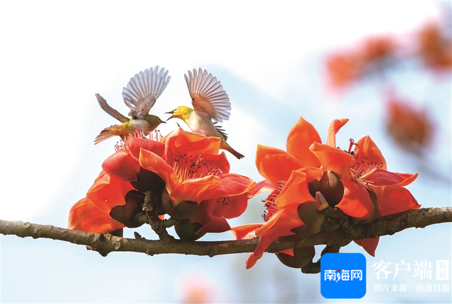 国内外多名骑行爱好者“骑聚”昌江棋子湾 打卡海南环岛旅游公路