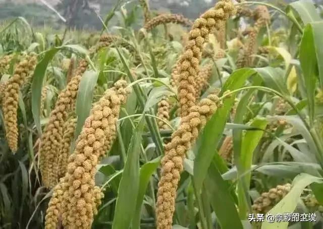 “发家不发家，要看三个八”，老人是怎样看的？有道理吗