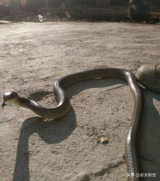 无毒蛇就是弱蛇？蛇界煞星无毒的“臭屁王”——王锦蛇