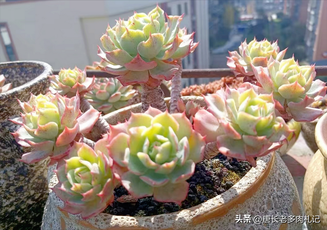 喜欢和沙漠之星一样带“小波浪”的多肉？跟它类似的品种还有8种
