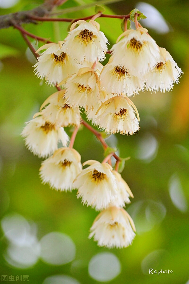 一花一叶最深情,万千春光花满园,花开惊艳时光,花香温柔岁月