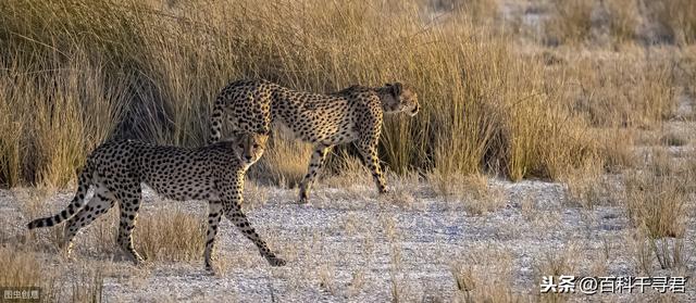 跑得再快也逃不过灭绝的威胁，浅谈“短跑之王”猎豹的历史与现状
