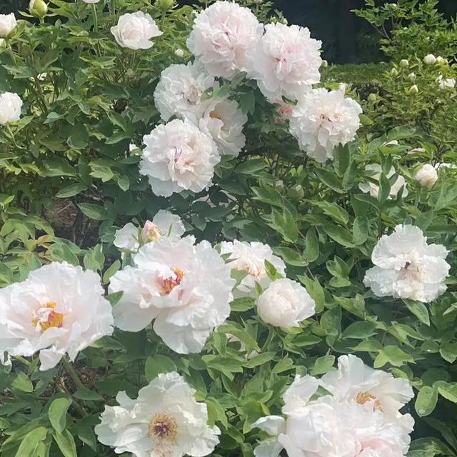 上联:淡云休挡如钩月,求下联!古风五首