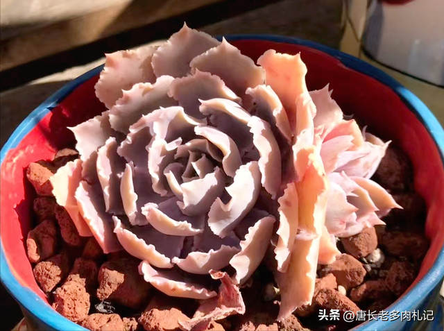 喜欢和沙漠之星一样带“小波浪”的多肉？跟它类似的品种还有8种