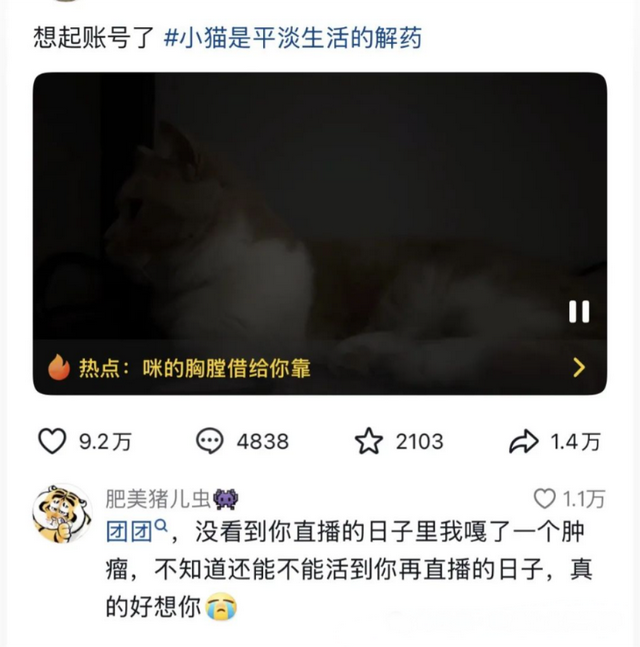 “一条小团团”：从巅峰主播到安静回归，她的选择引发热议