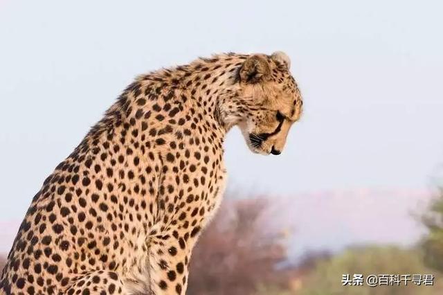 跑得再快也逃不过灭绝的威胁，浅谈“短跑之王”猎豹的历史与现状