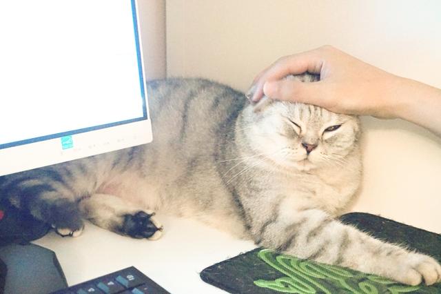 遇到一只农民揣的猫咪怎么办？盘它