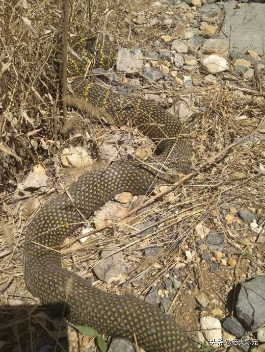 无毒蛇就是弱蛇？蛇界煞星无毒的“臭屁王”——王锦蛇