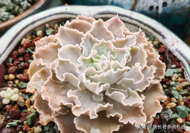 喜欢和沙漠之星一样带“小波浪”的多肉？跟它类似的品种还有8种