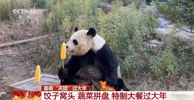 最萌“天团”欢喜过大年 请查收这份福气满满的新年祝福