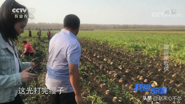 高手在民间！黑龙江大爷发明甜菜收获机，一台机器可代替20人干活