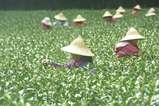 价格不菲,销售火爆!这一口“春天的味道”你爱吗?