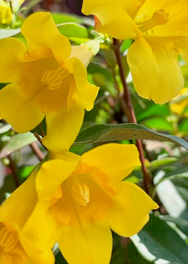 一花一叶最深情,万千春光花满园,花开惊艳时光,花香温柔岁月