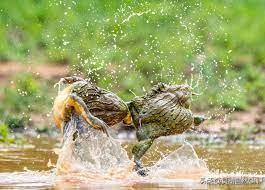 非洲牛蛙——大自然的超级猛蛙