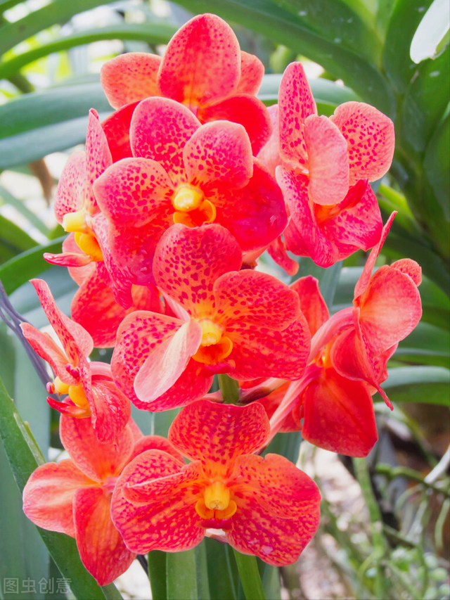 一花一叶最深情,万千春光花满园,花开惊艳时光,花香温柔岁月