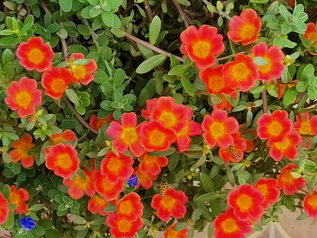 一花一叶最深情,万千春光花满园,花开惊艳时光,花香温柔岁月