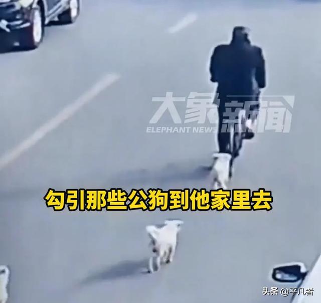 离谱!大爷利用母狗发情期勾引公狗后吃掉,网友:色字头上一把刀