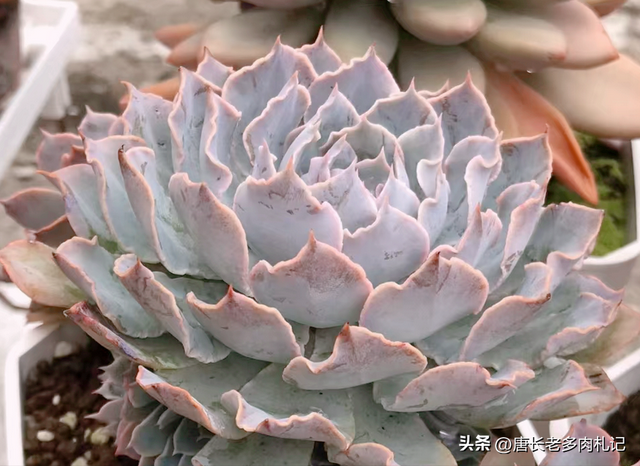 喜欢和沙漠之星一样带“小波浪”的多肉？跟它类似的品种还有8种