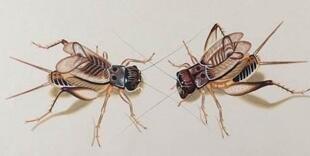 “一嘴可能就2万”,说说这种古今身价不菲的“秋虫”丨斗蛐蛐极简史