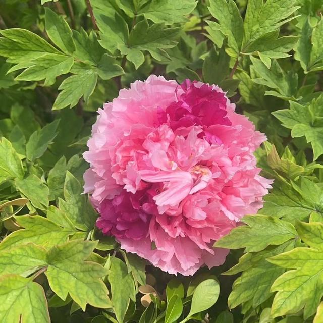 上联:淡云休挡如钩月,求下联!古风五首